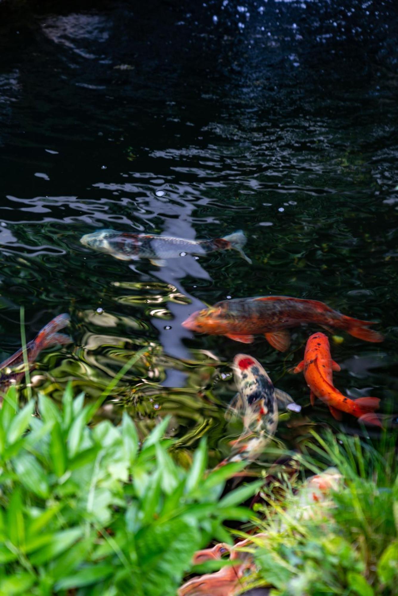 Jun Bo Xuan Boutique Hotel Li-ťiang Exteriér fotografie